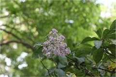 Vernonia shevaroyensis